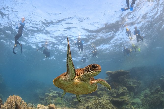 coral-bay-3-hour-turtle-ecotour-tour-description