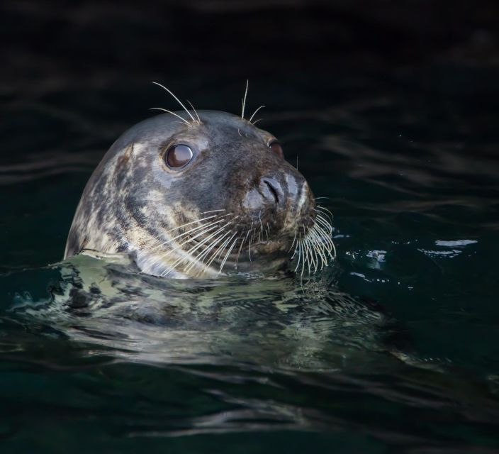 cornwall-guided-seal-and-puffins-safari-by-boat-overview-of-the-guided-safari