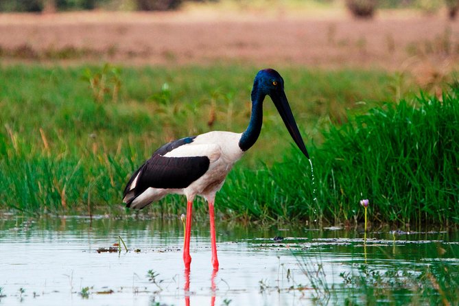 Corroboree Billabong Wetland Cruises - 2 Hour Sunset Cruise - Scenic 2-Hour Sunset Cruise