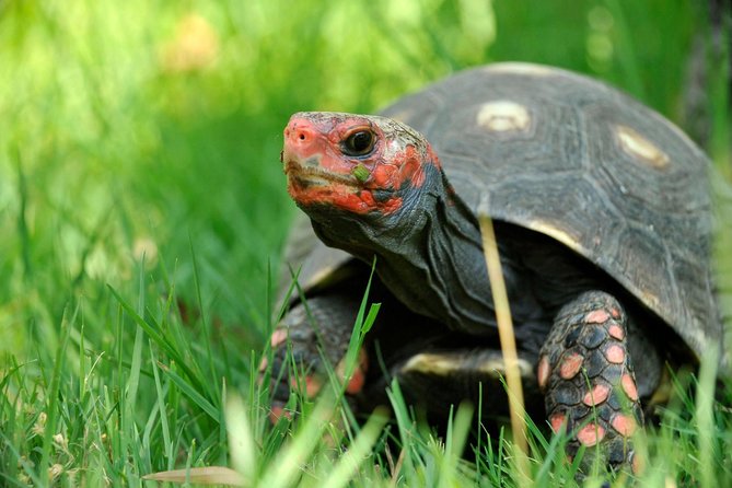 corsica-a-cupulatta-turtle-park-skip-the-line-admission-ticket-overview-of-corsica-a-cupulatta-turtle-park