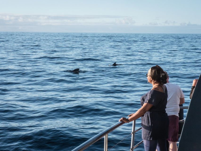Costa Adeje: Whale Watching Tour With Food and Drinks