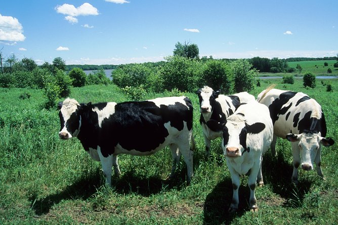 Cow Heaven: a Self-Guided Driving Tour From Point Reyes Seashore to Tomales - Meeting and Pickup