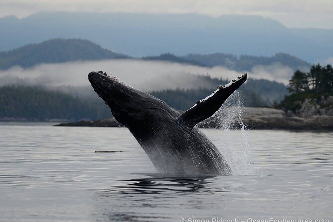 Cowichan Bay Half Day Whale & Wildlife Adventure