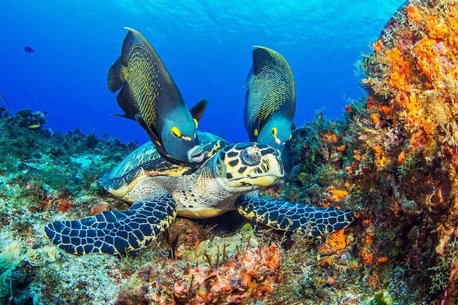 Cozumel Snorkeling Tour From Playa Del Carmen - Tour Overview
