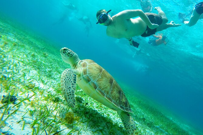 cozumel-snorkeling-tour-starfish-stingrays-and-the-turtle-bay-experience-meeting-and-pickup-information