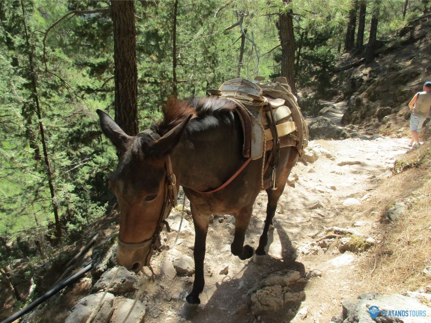 Crete: Private Guided Trek to Samaria Gorge With Transfer - About the Activity