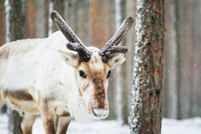 Cross-Country Skiing Trip