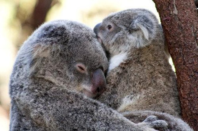 Currumbin Wildlife Sanctuary General Entry Ticket - Overview of Currumbin Wildlife Sanctuary