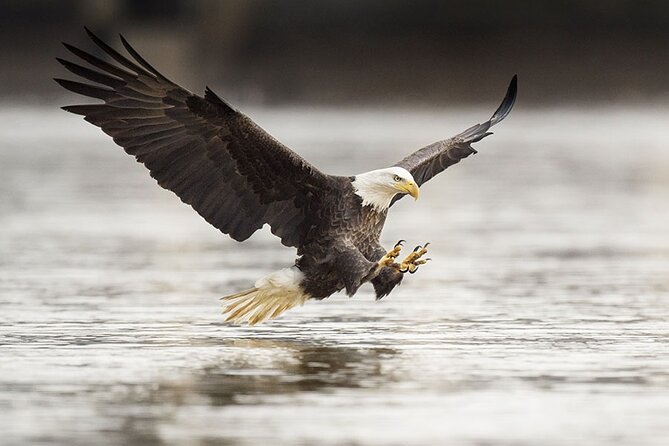 Customizable Private Tour in Ketchikan With Pick up
