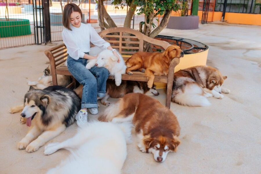 Da Lat: Puppy Farm Ticket - Booking and Payment