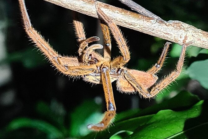 daintree-rainforest-night-walk-in-cape-tribulation-exploring-the-daintree-rainforest
