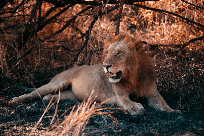 Day Safari Tour to Mikumi National Park - Itinerary Overview