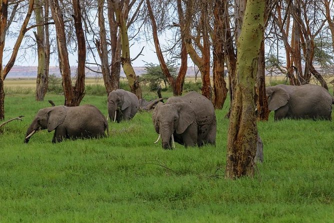 day-tour-to-amboseli-national-park-tour-overview-2