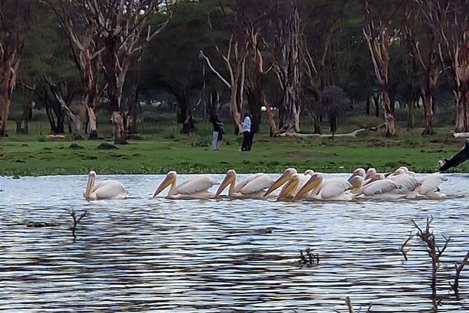 Day Tour To Hells Gate National Park and Optional Boat Ride on Lake Naivasha. - Overview of the Tour