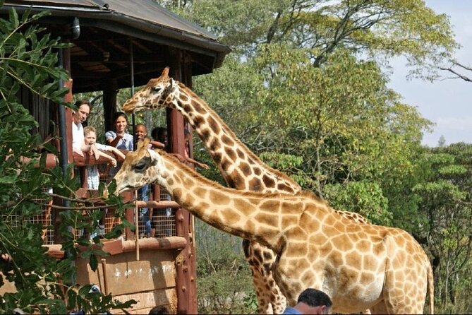 day-tour-to-nairobi-national-park-and-giraffe-center-tour-highlights