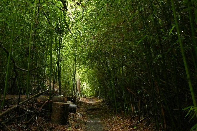 Day Tour to Paronella Park, Lake Barrine and Millaa Millaa Falls