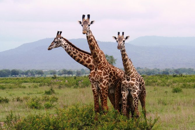 day-trip-in-mikumi-national-park-overview-of-mikumi-national-park