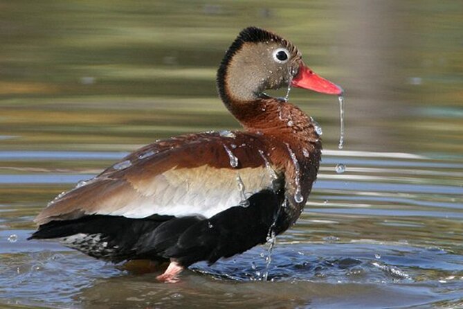Desembocada and Ameca River Bird Paradise (Wetland and Tropical Birds in Pv) - Birding Locations