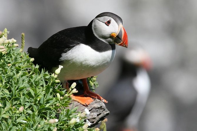dingle-boat-tours-wildlife-rib-adventure-included-gear