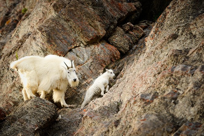 Discover Jasper and Its Wildlife - Overview of the Tour