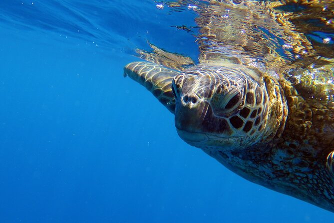 DISCOVER Scuba Diving Experience in Honolulu - Gear Rental and Refreshments