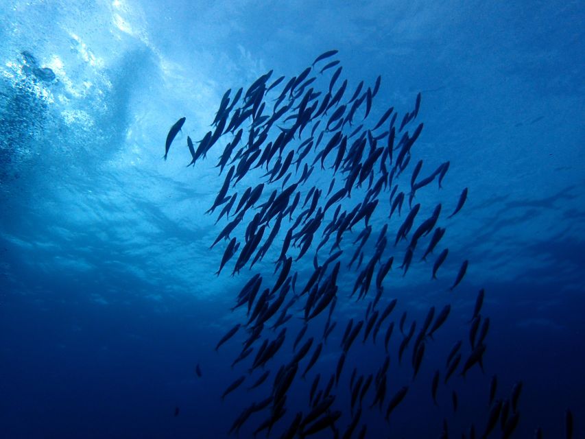 Discover Scuba Diving Experience