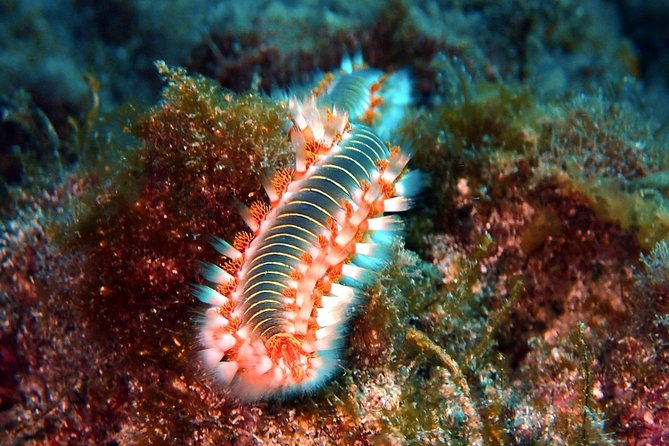 Discover Scuba Diving - Try It for the First Time!