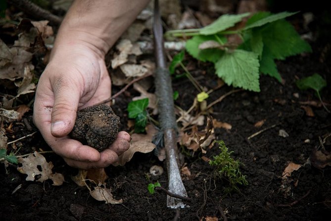 Discovery of the World of Truffles and Tasting - Discovering Truffles in Beaune, France