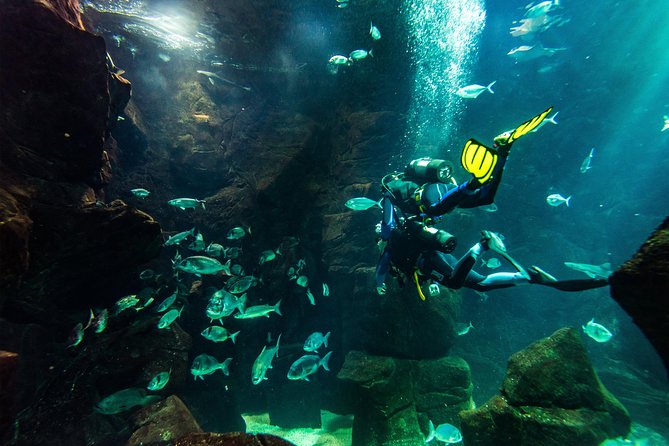 diving-in-the-madeira-aquarium-madeira-aquarium-diving-experience