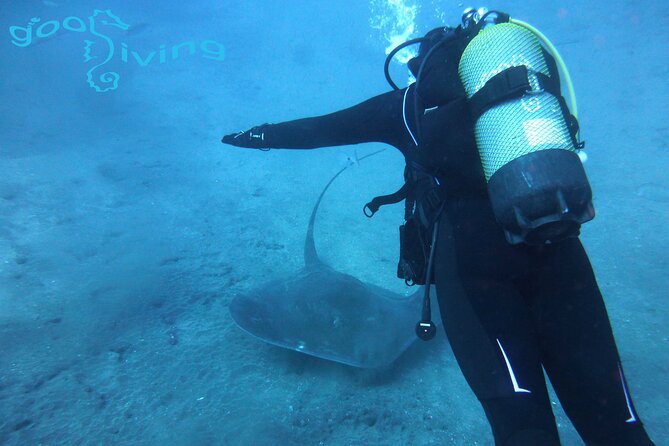 Diving Packages With Transfers in Tenerife - Overview