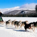 dogsled-adventure-in-mont-tremblant-overview-of-the-experience