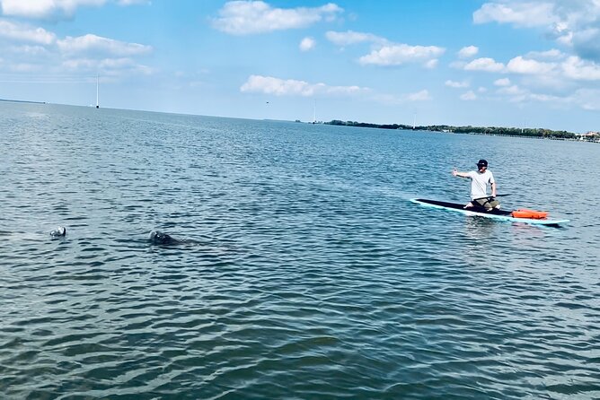 Dolphin and Manatee Adventure Tour of Merritt Island