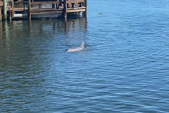 Dolphin Cruise