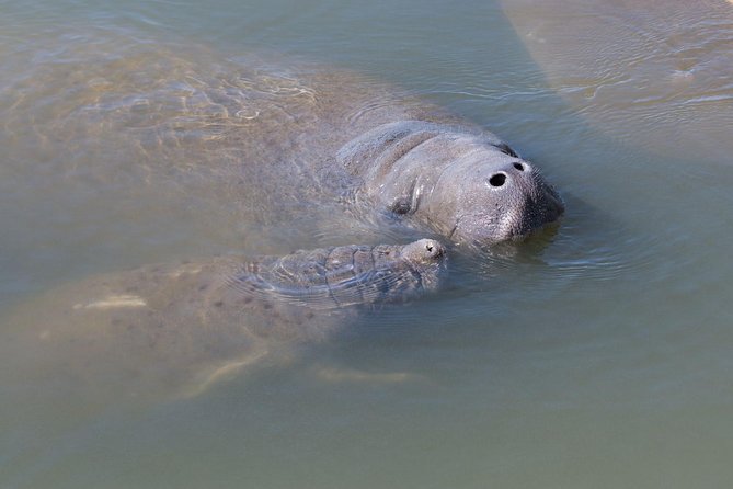 Dolphin & Manatee Kayaking Tour in Orlando Area