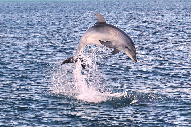Dolphin Search - Dolphin Quest
