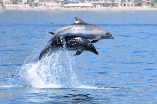 Dolphin Sightseeing Boat Tour From Benalmadena