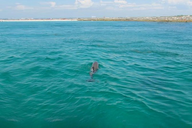 Dolphin Sightseeing Tour on the Footloose Catamaran From Panama City Beach