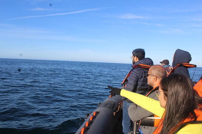 Dolphin Watching + 2 Islands Tour - From Faro - Tour Details