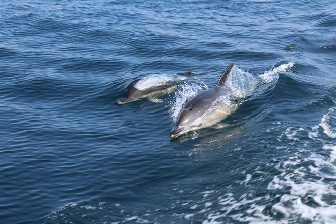 Dolphin Watching From Lagos
