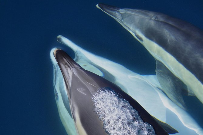 Dolphin Watching in Gibraltar & Fast Track Priority Cable Car - Overview of the Dolphin Watching Tour