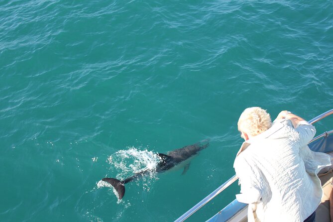Dolphin Watching in Gibraltar With the Blue Boat Dolphin Safari - Overview of the Dolphin Safari
