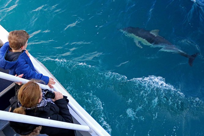4 Best Dolphin Watching Tours In Mornington Peninsula