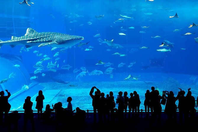 dubai-mall-aquarium-underwater-zoo-overview-of-the-aquarium