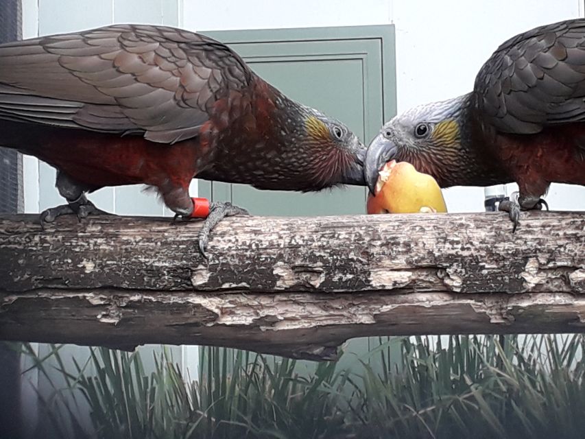 Dunedin: Otago Peninsula With Guided Penguin Tour