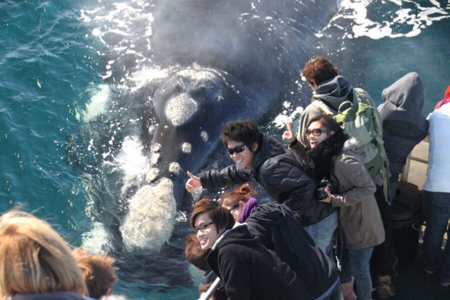Dunsborough: Whale Watching Tour