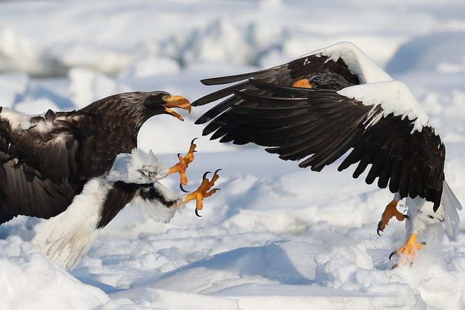 Eagle and Wildlife Watching Tour - Tour Description