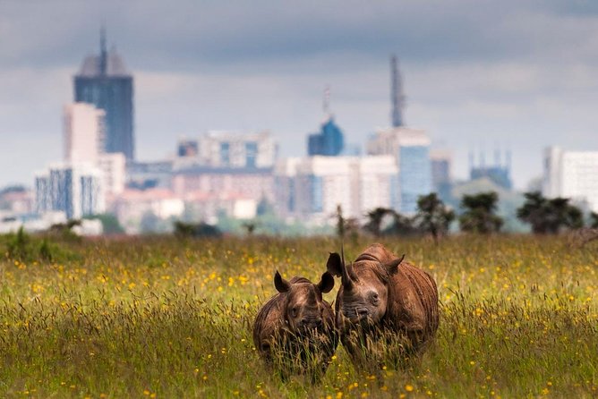 Early Morning Half Day Mini Safari To Nairobi National Park