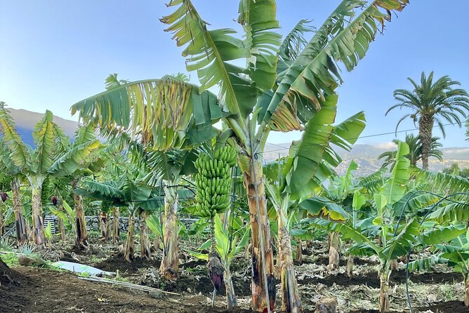 Ecological Banana Plantation Tour