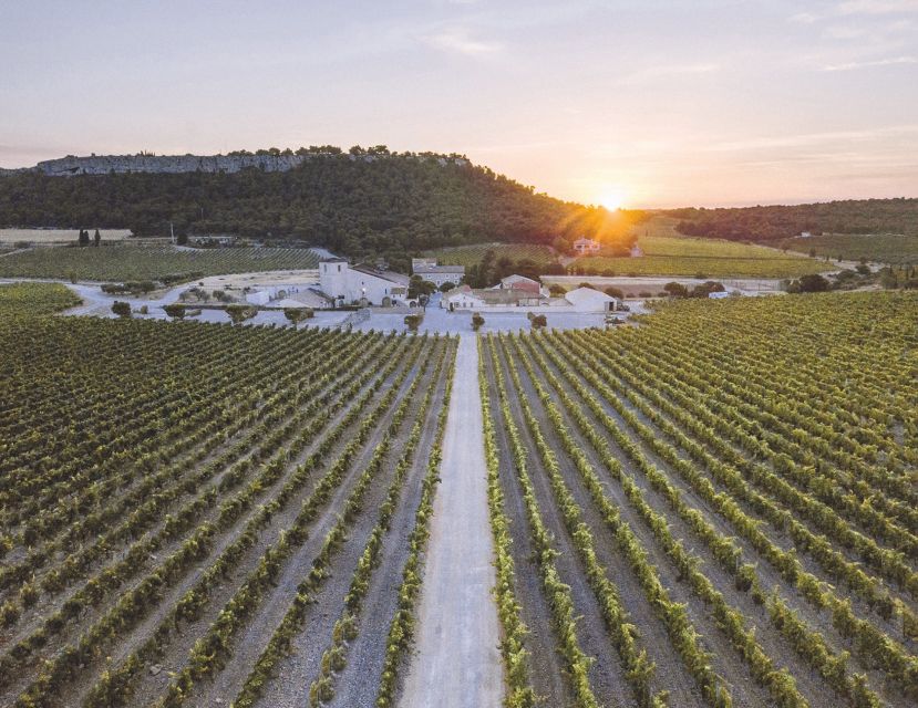 electric-scooter-tour-of-our-vineyard-and-wine-tasting-highlights-of-the-experience