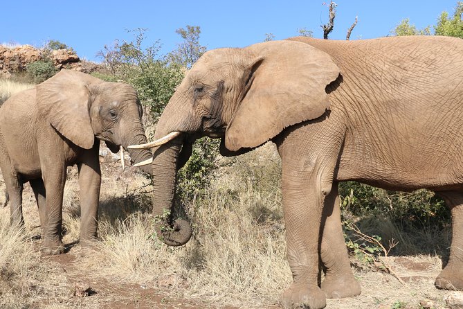 Elephant Experience & Lesedi Cultural Village - Tour Overview